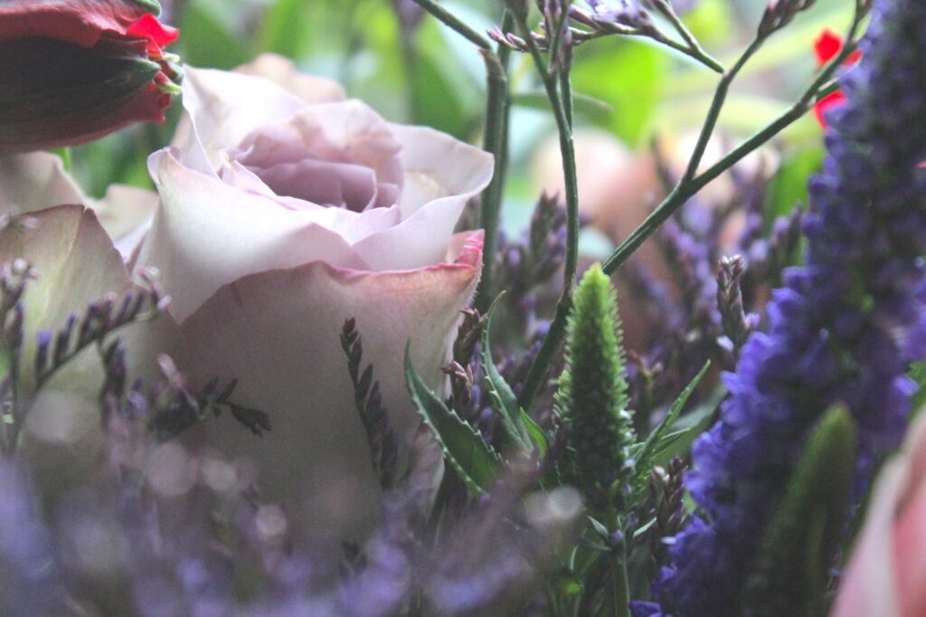 See The Stars - Seasonal Flowers by Appleyard London See The Stars - Seasonal Flowers by Appleyard London